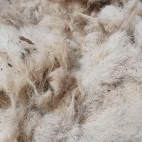 lana grezza di pecora 