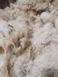 lana grezza di pecora 