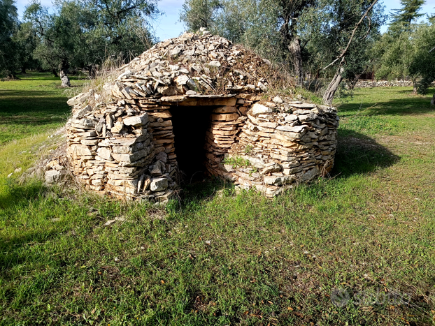 ULIVETO 43 alberi e TRULLO molfetta