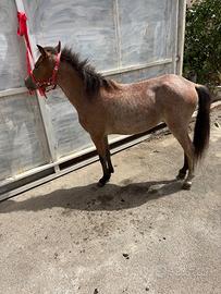 Welsh puledra femmina