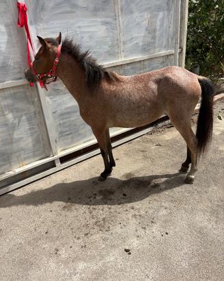 Welsh puledra femmina