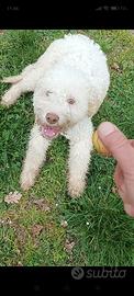 Lagotto Romagnolo