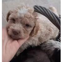 Cuccioli lagotto romagnolo