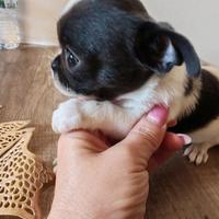 Chihuahua femmina