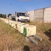 Nuclei api carnica selezionata