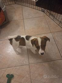 Cucciola di Jack Russell