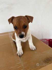 Cucciolo Jack russel