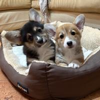 Cuccioli di welsh corgi pembroke