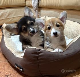 Cuccioli di welsh corgi pembroke