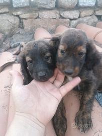 Cucciole di SEGUGIO MAREMMANO