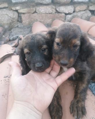 Cucciole di SEGUGIO MAREMMANO