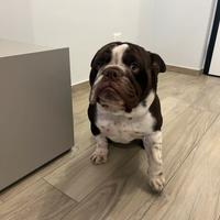 Bulldog Inglese