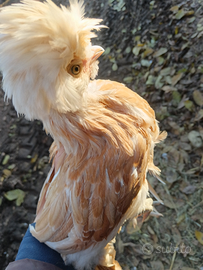 Pulcinotti padovana e cocincina