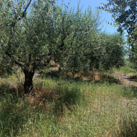 Terreno con uliveto in zona collinare - Ferentino
