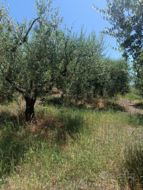 Terreno con uliveto in zona collinare - Ferentino