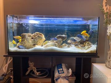 Acquario Malawi 200L