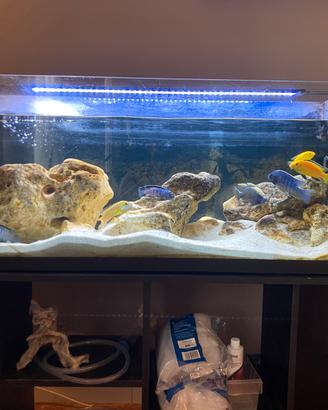 Acquario Malawi 200L