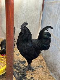 Gallo Cemani