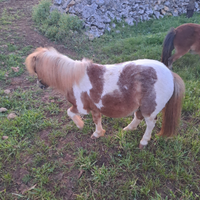 Pony Maschio