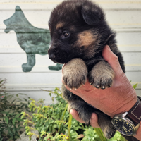 Cuccioli di pastore tedesco