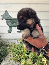 Cuccioli di pastore tedesco
