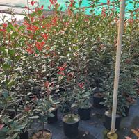 Piante da siepe photinia lauro leylandii