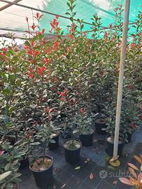 Piante da siepe photinia lauro leylandii