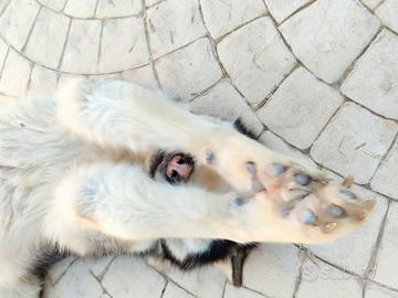 Alaskan Malamute Femmina Adulta