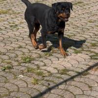 Rottweiler con pedigree