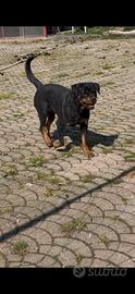 Rottweiler con pedigree