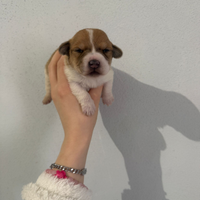 Jack russell