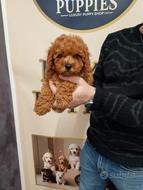 Cuccioli barboncini varie taglie e ampia scelta