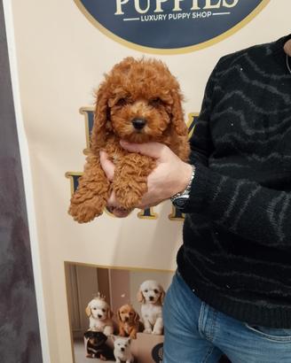 Cuccioli barboncini varie taglie e ampia scelta