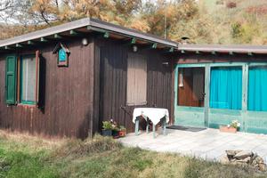 Podere con uliveto e rustico e ricovero