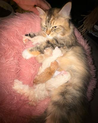 Gatti siberiani anallergici a parma