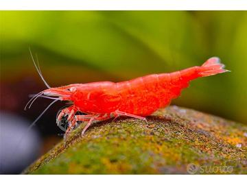 Caridine e neocaridine lumache e pesci