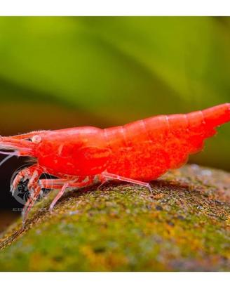 Caridine e neocaridine lumache e pesci