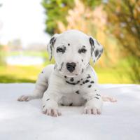 Femminuccia bianca e nera di Dalmata