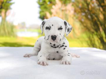 Femminuccia bianca e nera di Dalmata