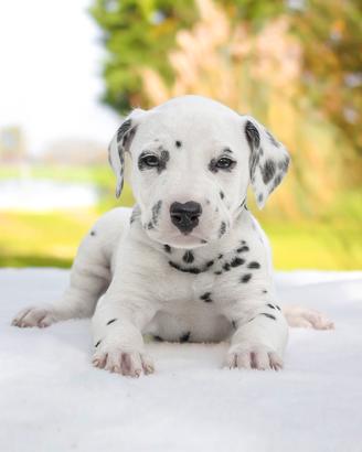 Femminuccia bianca e nera di Dalmata