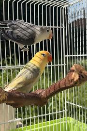 Coppia pappagalli Agapornis Fischer
