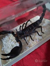 Scorpione Heterometrus laoticus in tassidermia 