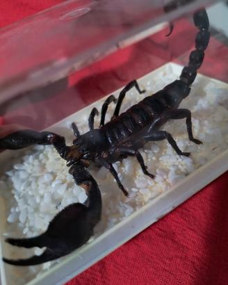 Scorpione Heterometrus laoticus in tassidermia 