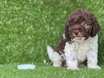 Lagotto romagnolo