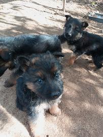 Cuccioli pastore tedesco