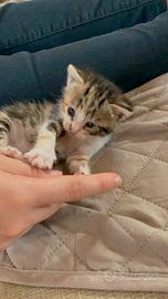 Regalasi gattina dolcissima- Caltanissetta