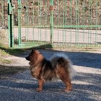 Cuccioli volpino italiano