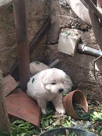 Maremmano abruzzese