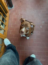 Ultima Cucciola di pitbull