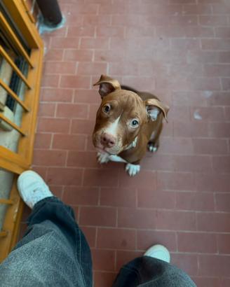 Ultima Cucciola di pitbull
